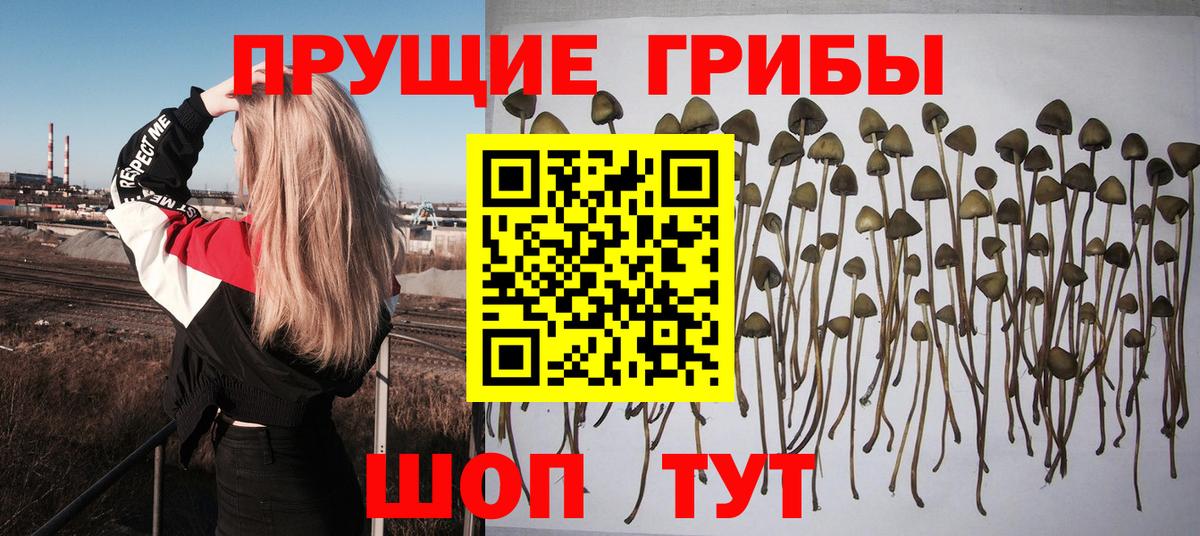 Псилоцибиновые грибы ЛСД  Вход с VPN  Александров  Галлюциногенные грибы прущие грибы 
